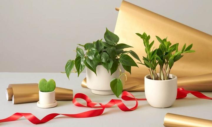 7 razones para regalar plantas en tus eventos