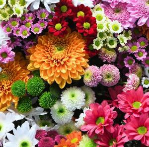 ¿Cuáles son las mejores flores para regalar a un amiga?