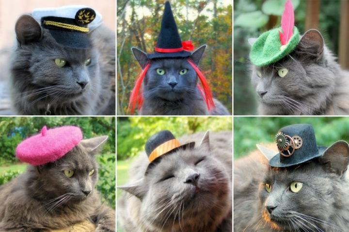 Originales sombreros para gatos